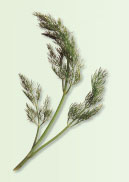 Irresistible Herbs - Dill