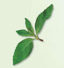 Irresistible Herbs - Mint