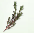 Irresistible Herbs - Rosemary