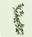 Irresistible Herbs - Thyme